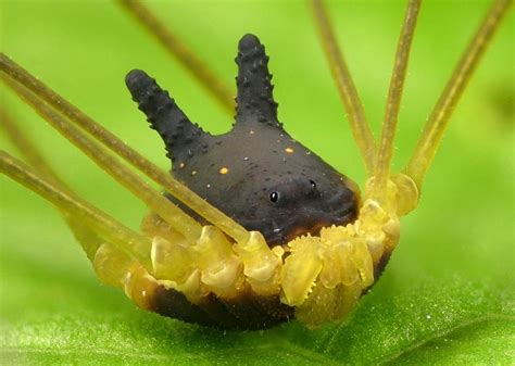 bunny harvestman|This Spider That Looks Like A Dog Is Freaking People。